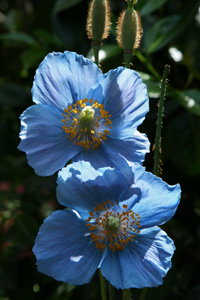 Blue Poppies