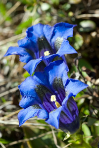 Gentian